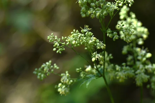 マイナス フラワー ランクルス ペレニアル工場 イエローグリーンの小さな花は 初夏から秋にかけてパニックに咲きます 健康な胃に効果的な薬草 — ストック写真