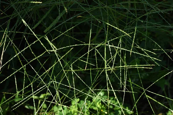 Hint Kaz Çimi Eleusine Indica Yıllık Poaceae Bitkileri Tarlalarda Yol — Stok fotoğraf