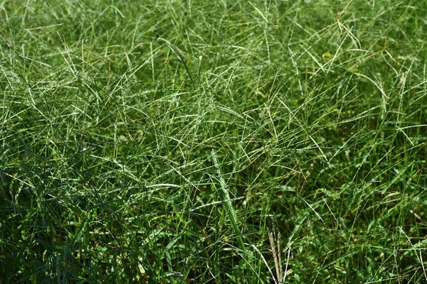 Goosegrass Indyjska Eleusine Indica Rośliny Jednoroczne Poaceae Zioło Które Rośnie — Zdjęcie stockowe
