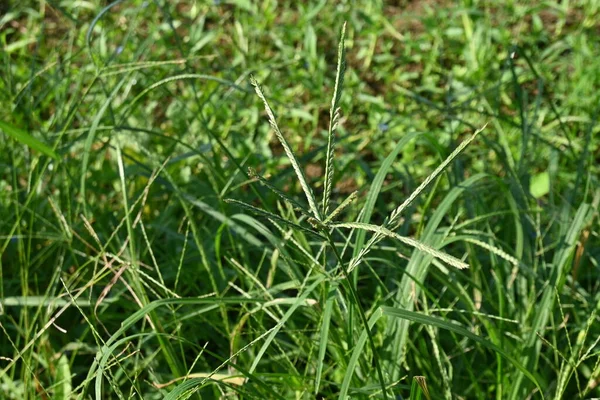 Hint kaz çimi (Eleusine indica). Yıllık Poaceae bitkileri. Tarlalarda ve yol kenarlarında kümeler halinde yetişen bir ot..