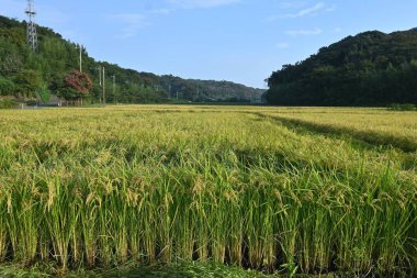 Pirinç yetiştirmek. Japonya 'da sonbahar pirinç tarlası sahnesi. Tarım arka planı materyali.