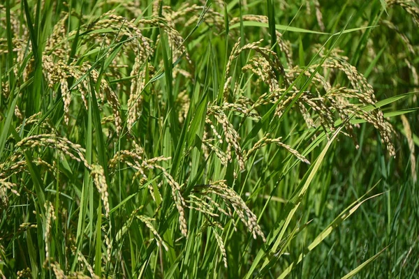 Wzrost Ryżu Jesienne Pole Ryżowe Japonii Materiał Tła Rolnictwa — Zdjęcie stockowe