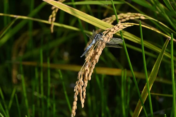 Зростання Рису Осіння Сцена Рисового Поля Японії Матеріал Тла Сільського — стокове фото