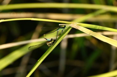 Ischnura senegalensis çiftleşmesi. Odonata Coenagrionidae Böceği. Açık mavi ve soluk yeşil sandıklı güzel bir yusufçuk..