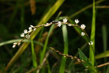 Persicaria japonica çiçekleri. Polygonaceae daimi bitkileri. Sulak alanlarda yetişir ve ağustostan kasıma kadar küçük beyaz çiçekler üretir..