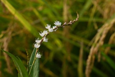 Persicaria japonica çiçekleri. Polygonaceae daimi bitkileri. Sulak alanlarda yetişir ve ağustostan kasıma kadar küçük beyaz çiçekler üretir..