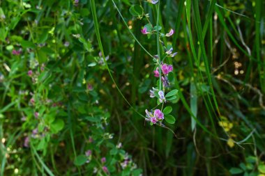 Bush yoncası / Hagi (Lespedeza) çiçekleri. Fabaceae yapraklı çalı. Sonbaharda dalların ucunda kırmızı-mor çiçek demetleri belirir..