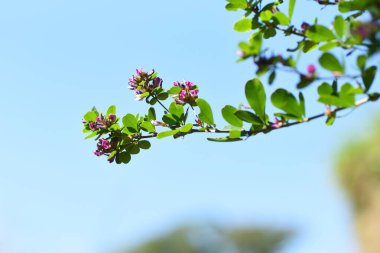 Bush yoncası / Hagi (Lespedeza) çiçekleri. Fabaceae yapraklı çalı. Sonbaharda dalların ucunda kırmızı-mor çiçek demetleri belirir..