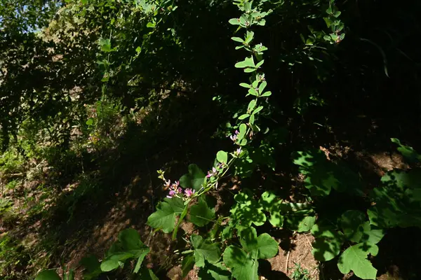 Bosklaver Hagi Lespedeza Bloemen Fabaceae Loofbomen Clusters Van Roodpaarse Bloemen — Stockfoto