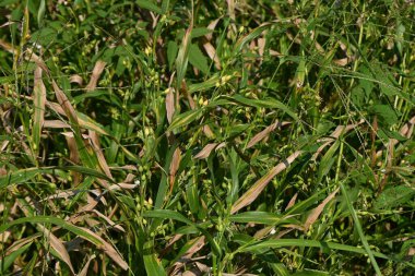 Job 'un gözyaşları (Coix lacryma-jobi). Poaceae bitkileri tropikal Asya 'ya özgüdür. Suyun yanında kümeler halinde büyür..