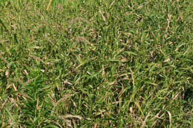 Job 'un gözyaşları (Coix lacryma-jobi). Poaceae bitkileri tropikal Asya 'ya özgüdür. Suyun yanında kümeler halinde büyür..