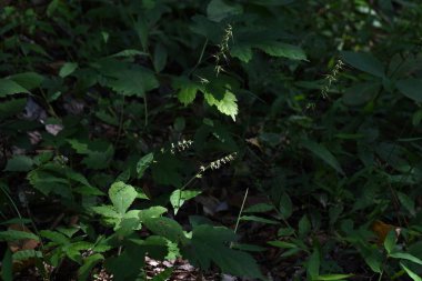 Oplismenus undulatifolius çiçekleri. Poaceae daimi bitkileri. Ağaçların gölgesinde, ormanların içinde büyür. Çiçek açma dönemi ağustostan ekime kadardır..