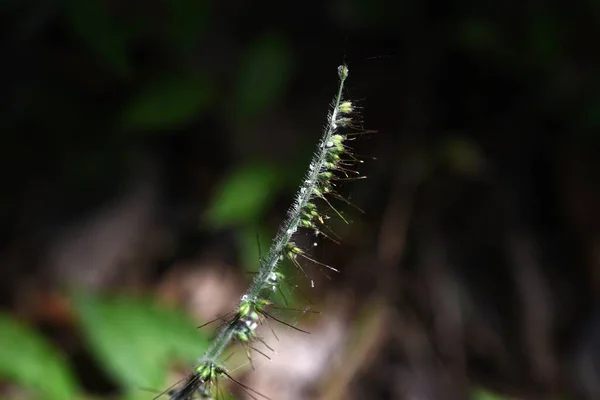 Oplismenus Undulatifolius Bloemen Poaceae Meerjarige Planten Groeit Clusters Schaduw Van — Stockfoto