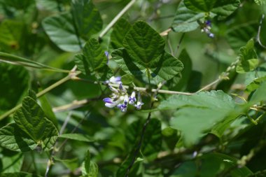 Amphicarpaea edgeworthii çiçekleri. Fabaceae yıllık sarmaşığı. Ağustos 'tan Ekim' e kadar soluk mor çiçekler.