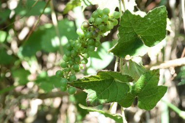 Kızıl şarap (Vitis coignetiae) üzümleri. Vitaceae yapraklı sarmaşık çalısı. Olgunlaşmamış meyve sonbaharda yemyeşil olur ve mora döner. Şarap, reçel gibi şeyler için kullanılır..