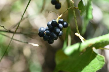 Kızıl şarap (Vitis coignetiae) üzümleri. Vitaceae yapraklı sarmaşık çalısı. Olgunlaşmamış meyve sonbaharda yemyeşil olur ve mora döner. Şarap, reçel gibi şeyler için kullanılır..