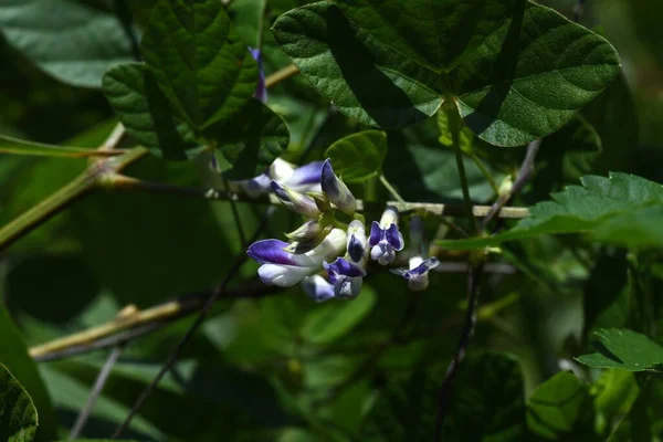 Fiori Amphicarpaea Edgeworthii Fabaceae Vite Annuale Fiori Viola Pallido Agosto — Foto Stock