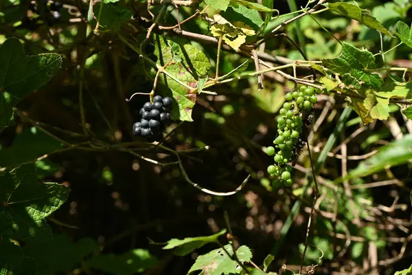 Kızıl şarap (Vitis coignetiae) üzümleri. Vitaceae yapraklı sarmaşık çalısı. Olgunlaşmamış meyve sonbaharda yemyeşil olur ve mora döner. Şarap, reçel gibi şeyler için kullanılır..