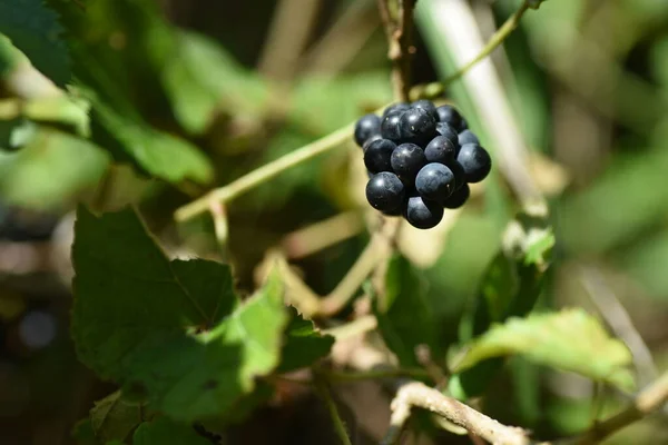 深红色的光荣藤蔓 Vitis Coignetiae 未成熟的果实是绿色的 秋天成熟 变成了黑色紫色 用于葡萄酒 果酱等 — 图库照片