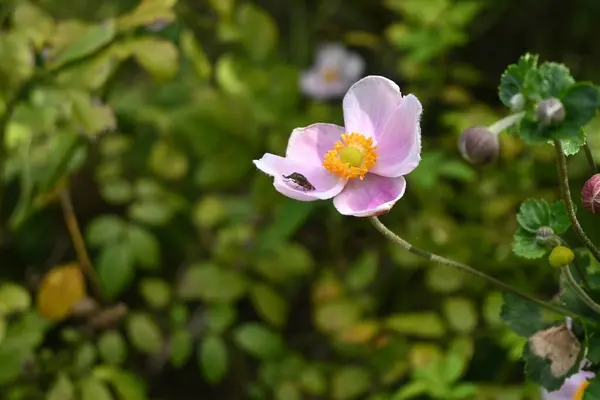Японский Анемон Anemone Hupehensis Цветы Ranunculaceae Многолетние Растения Элегантный Цветок — стоковое фото