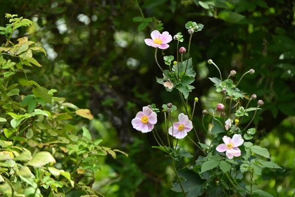 Anêmona Japonesa Anemone Hupehensis Flores Ranunculaceae Plantas Perenes Uma Flor — Fotografia de Stock