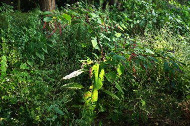 Pokeweed / Inkberry (Phytolacca americana) meyveleri. Phytolaccaceae daimi bitkileri. Böğürtlenler sonbaharın başlarında siyah-mor renge dönüşür. Zehirli bir bitki..