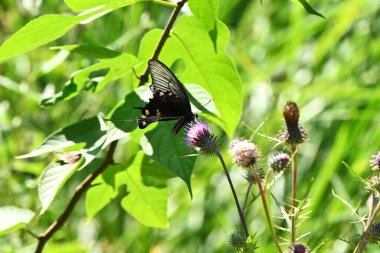 Dişi Byasa alcinous (Çin yel değirmeni). Lepidoptera Papilionidae Kelebeği. Zehirli yaprakları yer ve yırtıcılardan korunmak için vücudunda zehir biriktirir..