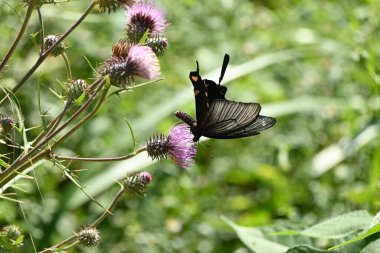 Dişi Byasa alcinous (Çin yel değirmeni). Lepidoptera Papilionidae Kelebeği. Zehirli yaprakları yer ve yırtıcılardan korunmak için vücudunda zehir biriktirir..