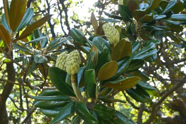 Güney manolyası (Magnolia grandiflora) meyveleri. Magnoliaceae yemyeşil ağacı. Meyve, oval bir küme oluşturmak için bir araya gelen birçok folikülden oluşur..