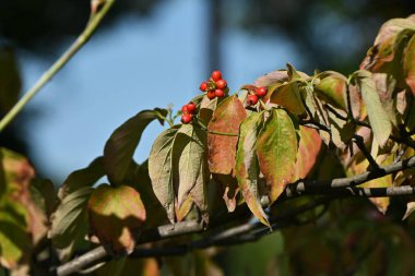 Çiçekli kızılcık (Cornus florida) meyveleri. Cornaceae yaprak döken ağacı. Oval taşın meyveleri Eylül 'den Ekim' e kadar kırmızıya boyandı.