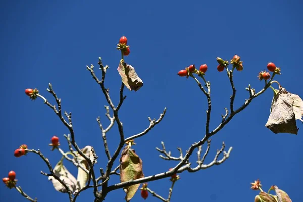 Квітучі Плоди Догву Cornus Florida Листяне Дерево Корневі Овальні Кам — стокове фото