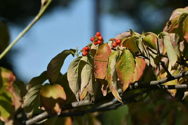 Квітучі Плоди Догву Cornus Florida Листяне Дерево Корневі Овальні Кам — стокове фото
