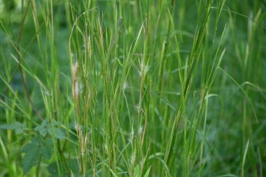 Süpürge mavisi (Andropogon virginicus) çiçekleri. Poaceae daimi bitkileri. Kuzey Amerika 'ya özgü. Boş arazilerde yetişen ve sonbaharda bebek yaşlarda sivri uçlu otlar üreten bir ot..