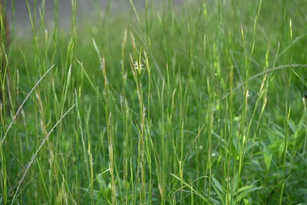 Bleuet Balai Andropogon Virginicus Fleurs Poaceae Plantes Vivaces Originaire Amérique — Photo