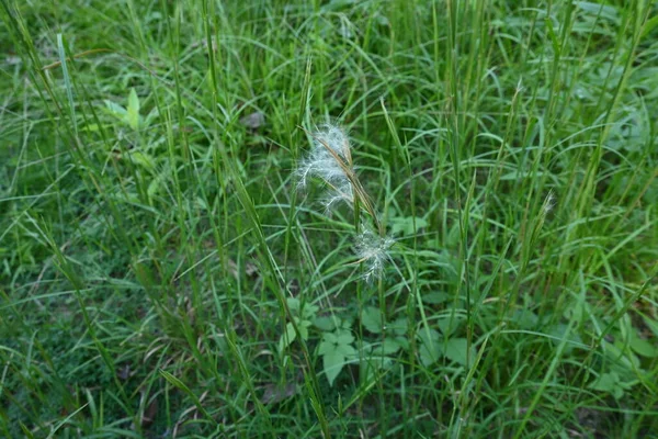 Broomsedge Bluestem Andropogon Virginicus Flowers Poaceae Perennial Plants Originaria Norteamérica —  Fotos de Stock