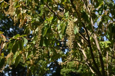 Clethra Barbinervis (Japon Clethra) meyveleri. Clethraceae yaprak döken ağacı. Kapsüller yoğun kıllıdır ve sonbaharda kahverengiye döner. Genç filizler yenilebilir..