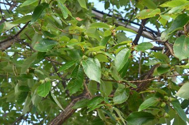 Quercus serrata (Konara meşesi) meşe palamudu. Fagaceae yaprak döken ağacı.
