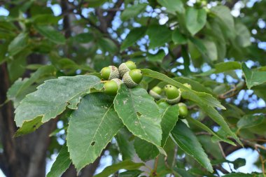 Quercus serrata (Konara meşesi) meşe palamudu. Fagaceae yaprak döken ağacı.