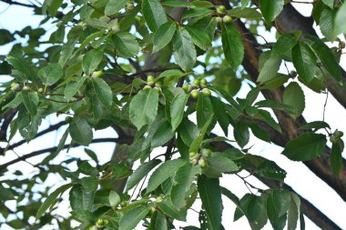 Quercus serrata (Konara meşesi) meşe palamudu. Fagaceae yaprak döken ağacı.