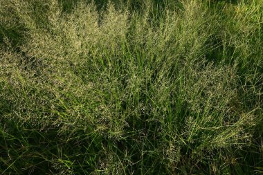 Aşk otu / Bay otu (Eragrostis ferruginea). Poaceae daimi bitkileri. Yol kenarlarında yetişen bir ot. Sonbaharın başlarında seyrek koni şekilli çiviler üretir..