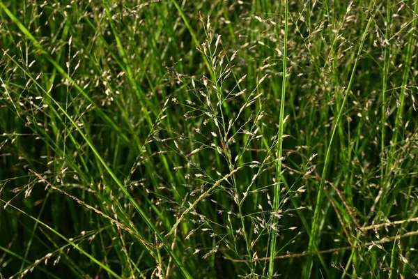 Eragrostis Ferruginea 多年生菊科植物 一种沿路生长的杂草 它在初秋时产出稀疏的锥形尖峰 — 图库照片
