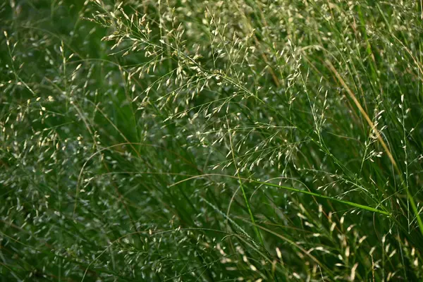 Erba Dell Amore Erba Della Baia Eragrostis Ferruginea Poaceae Piante — Foto Stock