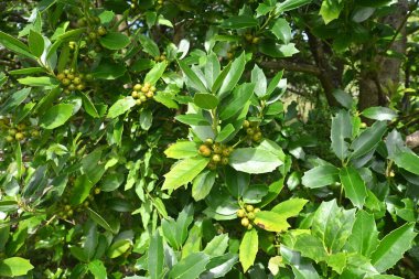 Çin çoban püskülü (Ilex cornuta) meyveleri. Aquifoliaceae dioecious Evergreen ağacı. Meyveler kışın kırmızıya döner..