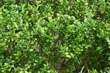 Çin çoban püskülü (Ilex cornuta) meyveleri. Aquifoliaceae dioecious Evergreen ağacı. Meyveler kışın kırmızıya döner..