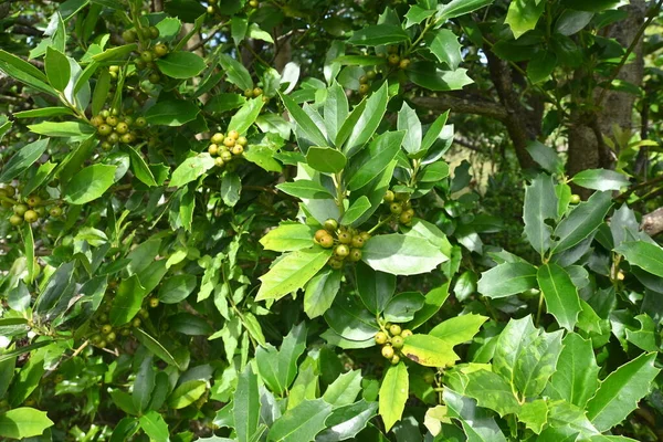 Kinesisk Järnek Ilex Cornuta Bär Aquifoliaceae Dioikalt Vintergrönt Träd Bären — Stockfoto