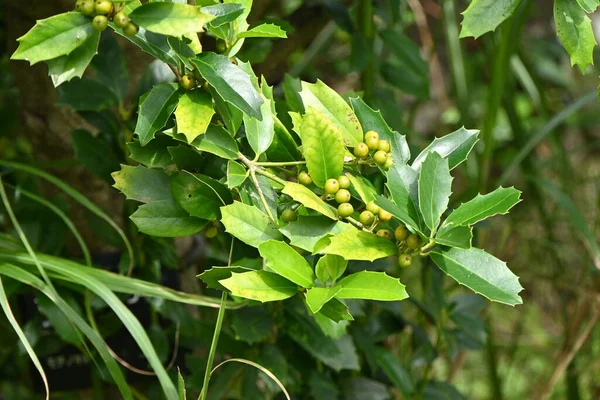 Bagas Azevinho Chinês Ilex Cornuta Aquifoliaceae Árvore Perene Dióica Bagas — Fotografia de Stock