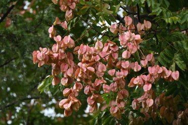 Alev sarısı yağmur ağacı (Koelreuteria henryi) meyveler. Sapindaceae yapraklı tropikal ağaç. Meyve, sonbaharda kırmızımsı kahverengiye dönen ve siyah tohumlar içeren bir kapsül. Tayvan 'a özgü türler.
