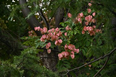 Alev sarısı yağmur ağacı (Koelreuteria henryi) meyveler. Sapindaceae yapraklı tropikal ağaç. Meyve, sonbaharda kırmızımsı kahverengiye dönen ve siyah tohumlar içeren bir kapsül. Tayvan 'a özgü türler.