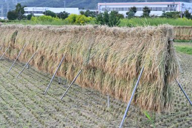 Hasat edilen pirinç kulaklarının doğal olarak kurutulduğu geleneksel tarım sürecinden bir sahne. Şu anda, çoğu çiftçi Japonya 'daki hasatı makineleşmiş durumda..