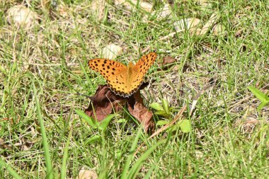 Bir Argyreus hyperbius. Lepidoptera Nymphalidae erkek kelebek. Bu kelebek otlaklar gibi tanıdık yerlerde görülebilir ve erkeğin arka kanatlarının dış tarafında siyah bir sınırı vardır..